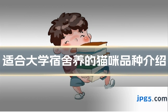 适合大学宿舍养的猫咪品种介绍